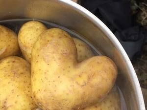 Kartoffeln im Topf, eine davon herzförmig